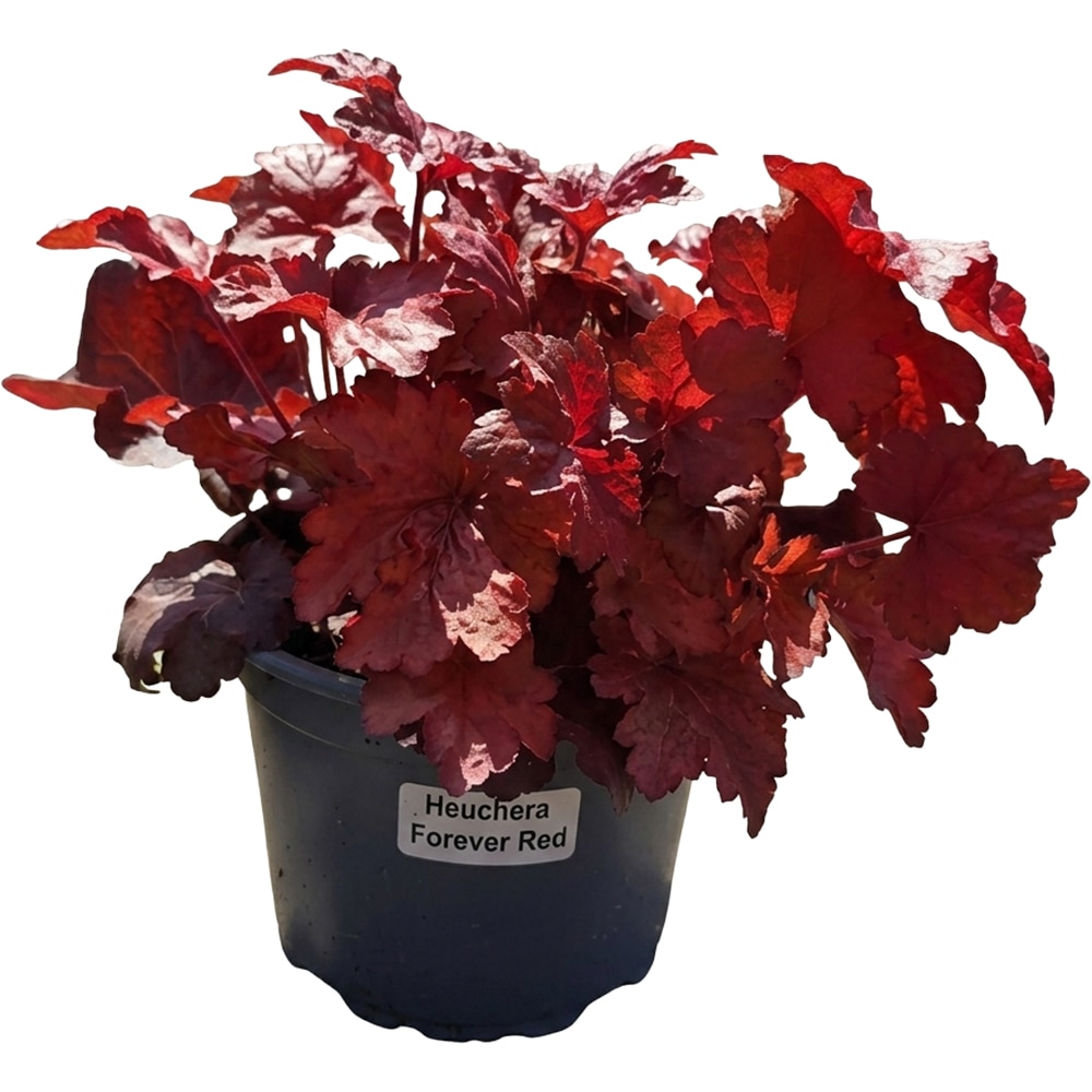 Heuchera Forever Red, D 17 cm, H 25 cm