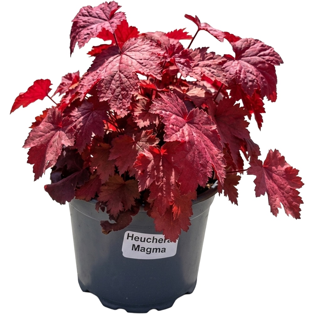 Heuchera Magma, D 17 cm, H 25 cm
