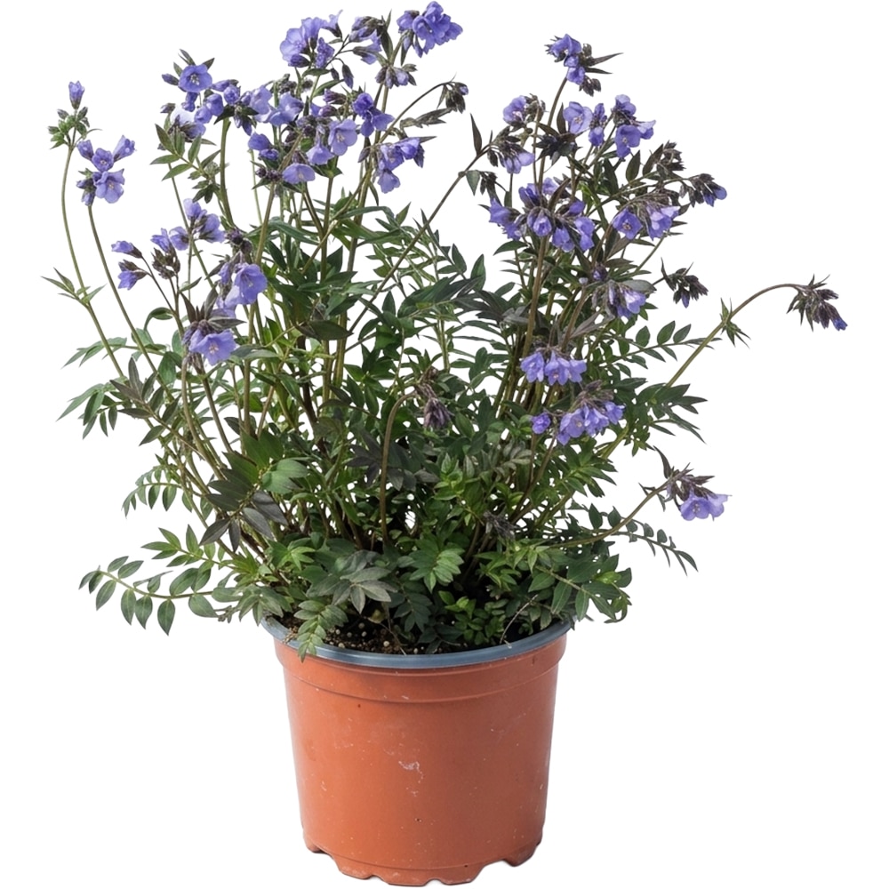 Polemonium Stairway To Heaven, D 17 cm, H 30 cm