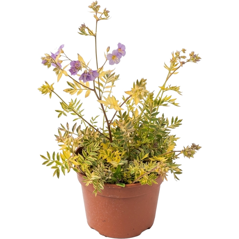 Polemonium Gold Feathers Lambrook, D 19 cm, H 30 cm