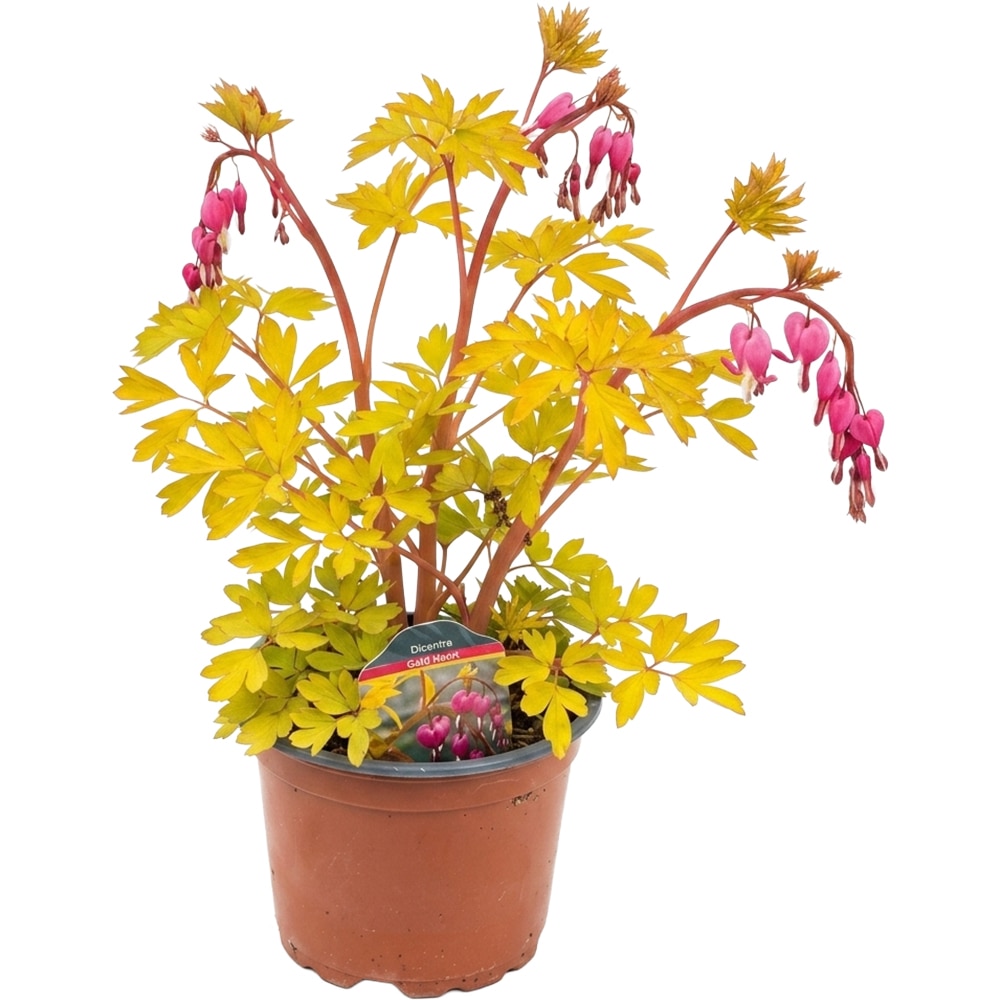 Dicentra Gold Heart, D 17 cm, H 45 cm