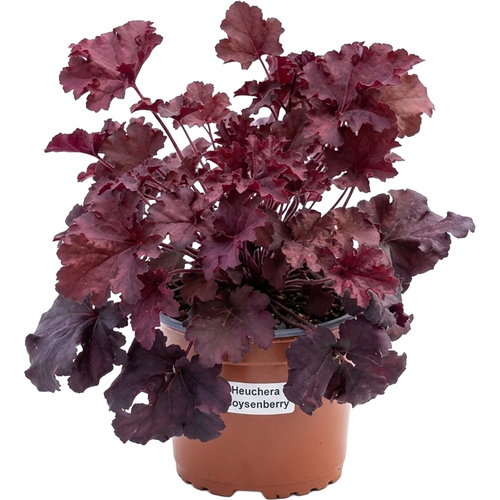 Heuchera Boysenberry, D 17 cm, H 25 cm