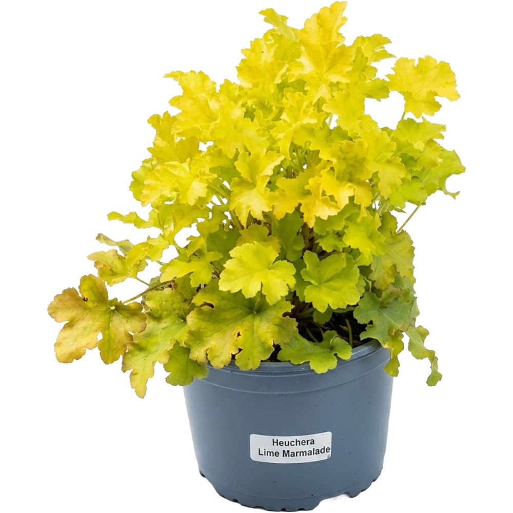 Heuchera Lime Marmalade, D 17 cm, H 25 cm