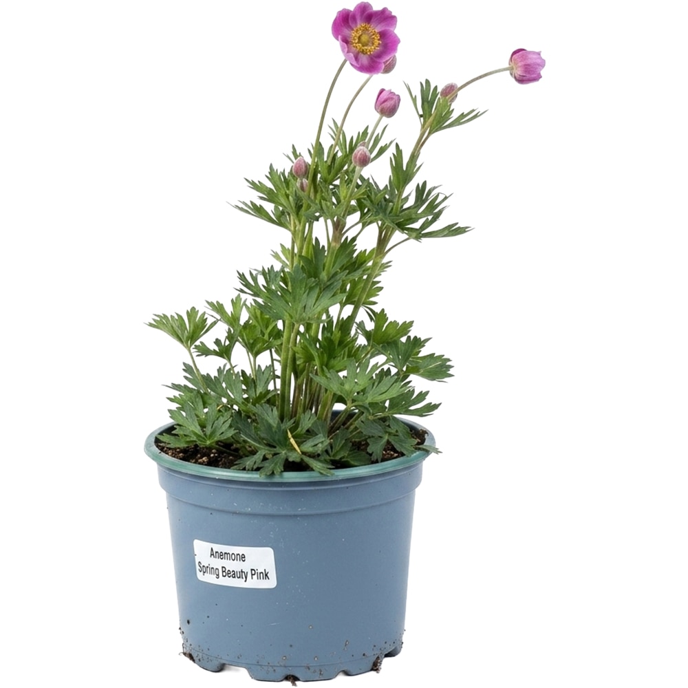 Anemone Spring Beauty Pink, D 17 cm, H 25 cm