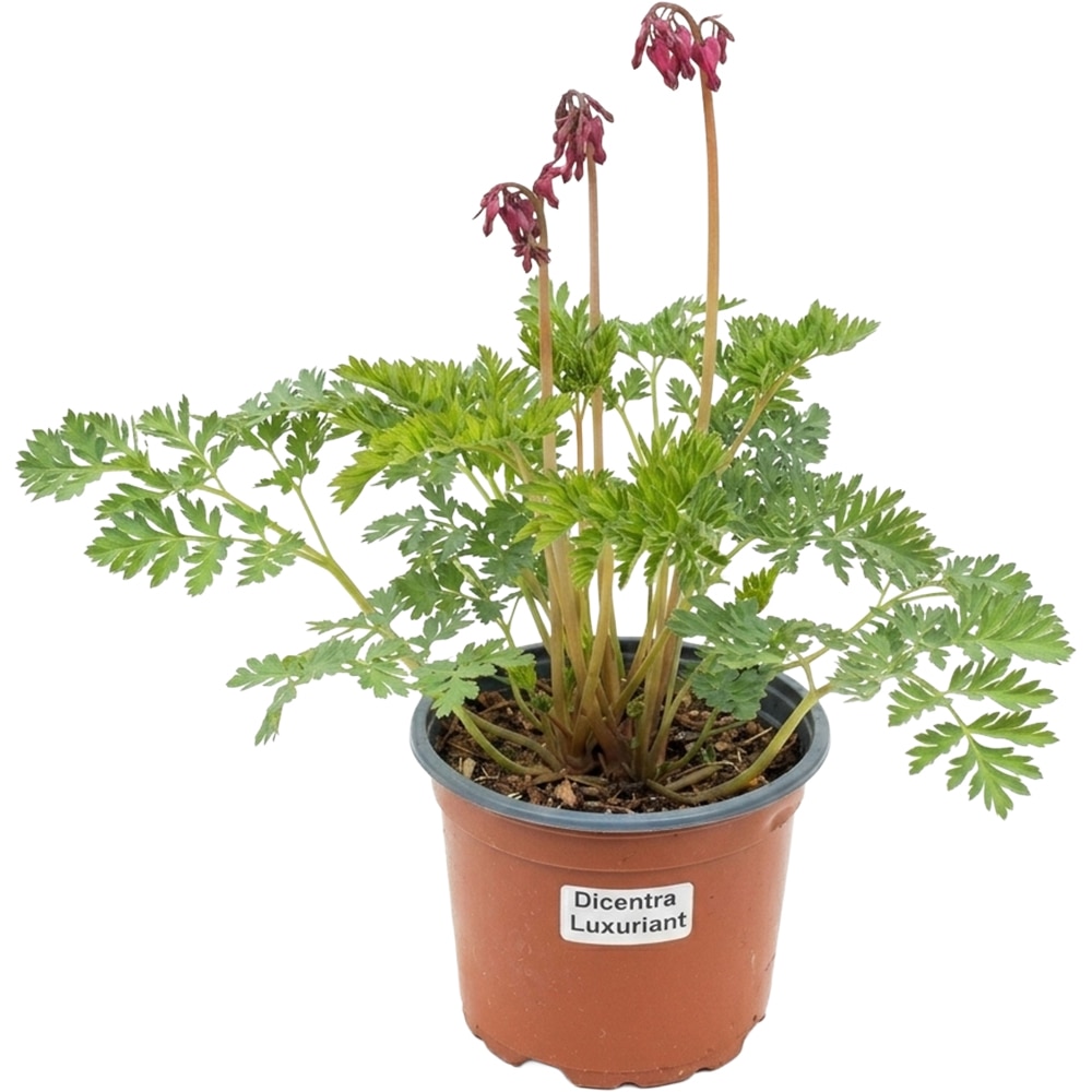 Dicentra Luxuriant, D 17 cm, H 25 cm
