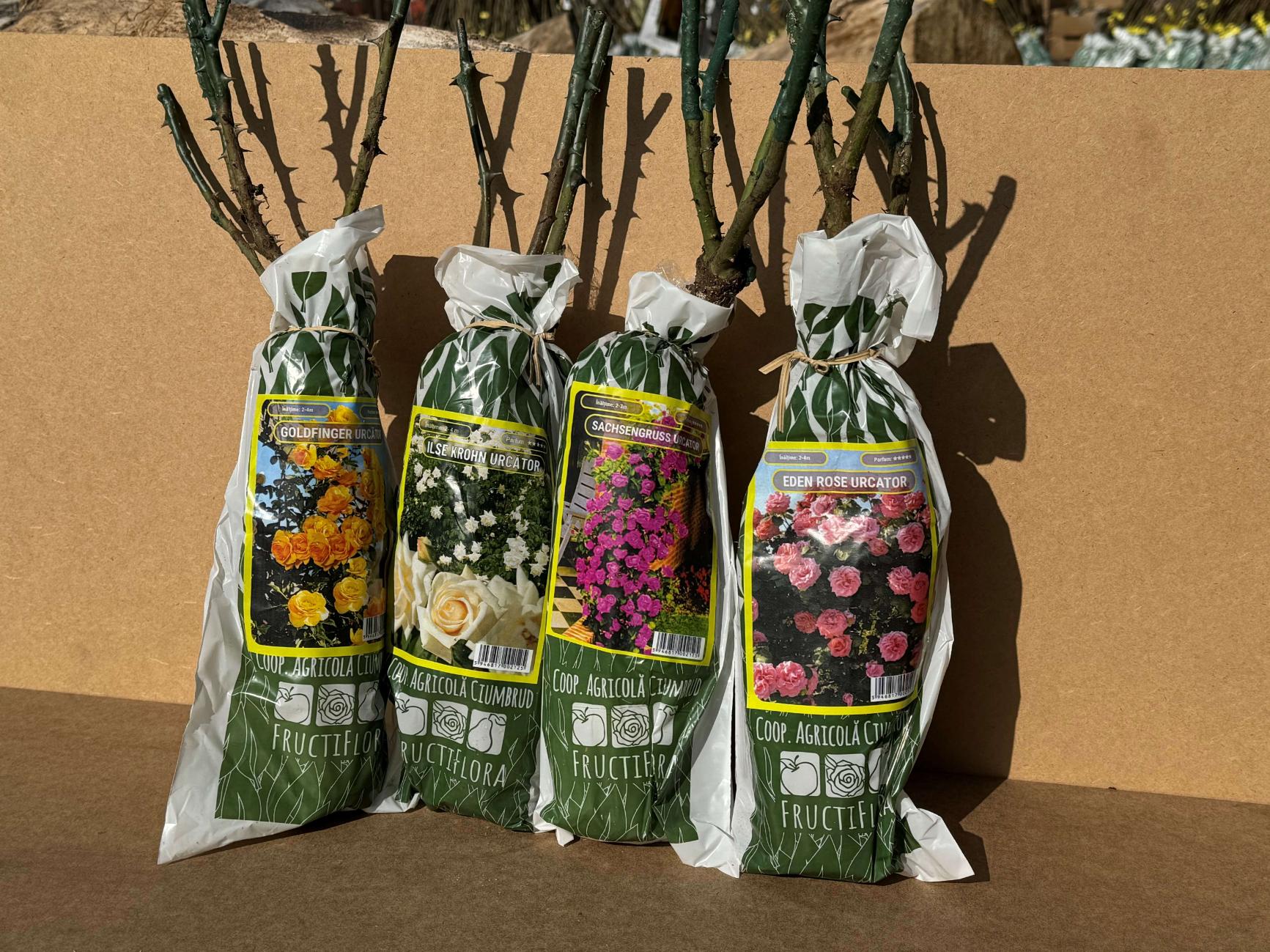 Butasi Trandafiri tip urcator