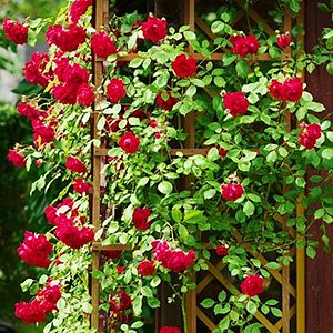 Accesorii plante