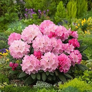 Plante de exterior