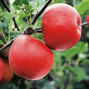 Pomi si arbusti fructiferi