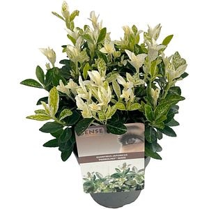 Euonymus Japonicus Pierrolino, D 14 cm, H 35 cm