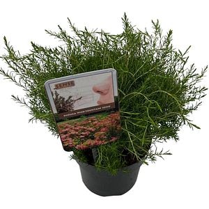 Arbust Diosma Pink Fountain, D 17 cm, H 35 cm