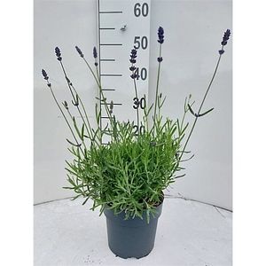 Lavanda Angustifolia Hidcote, D 17 cm, H 30 cm