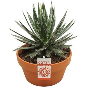 Agave, D 20 cm, H 35 cm