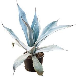 Agave, D 28 cm, H 95 cm