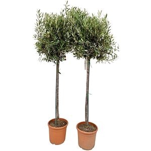 Olea Europaea, D 30 cm, H 190 cm