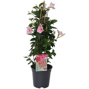 Dipladenia Mandevilla, D 17 cm, H 60 cm