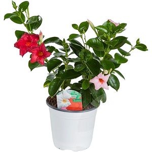 Dipladenia Mandevilla Tricolor, D 14 cm, H 25 cm