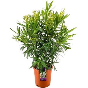 Leandru Nerium Oleander Cuatricolor, D 25 cm, H 70 cm