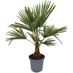 Trachycarpus Fortunei, D 20 cm, H 70 cm