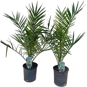 Phoenix Canariensis, D 14 cm, H 80 cm