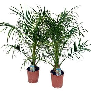 Phoenix Roebelinii, D 17 cm, H 60 cm