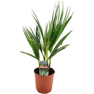 Washingtonia Robusta, D 14 cm, H 60 cm
