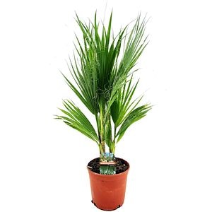 Washingtonia Robusta, D 17 cm, H 80 cm