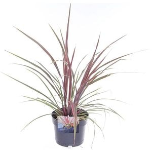 Cordyline Australis Can Can, D 17 cm, H 60 cm