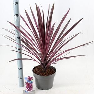 Cordyline Australis Paso Double, D 17 cm, H 60 cm