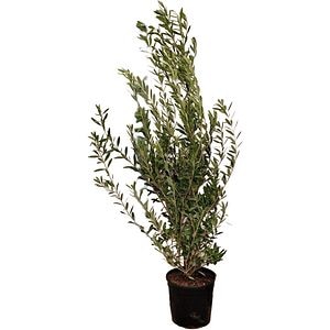 Olea Europaea, D 25 cm, H 100 cm