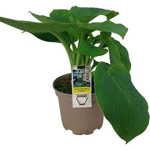 Hosta, D 17 cm, H 35 cm