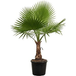 Washingtonia Robusta, D 40 cm, H 200 cm