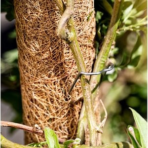 Agrafe pentru prindere plante, 50 buc