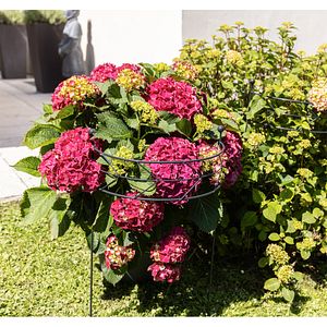 Suport plante Arrow, 40 x 90 cm