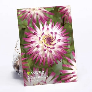 Bulbi Dahlia Hayley Jane VERVE, roz