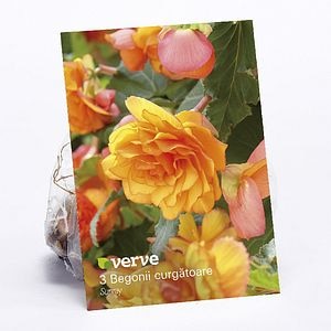 Bulbi, begonie curgatoare, 3 bucati  Verve
