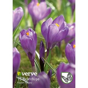 Bulbi VERVE Crocus Record, mov