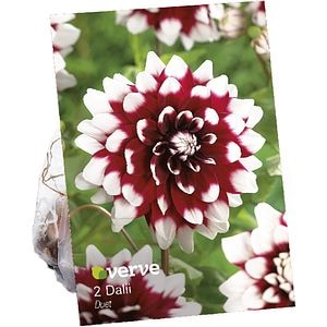 Bulbi Dahlias Duet VERVE