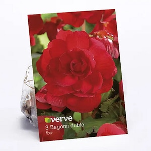 Begonie dubla VERVE, rosu