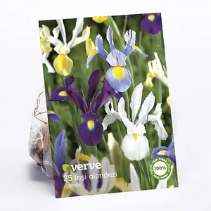 Bulbi Iris VERVE, mix