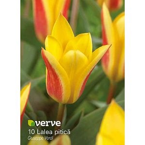Bulbi VERVE Lalea Giusepppe Verdi, galben