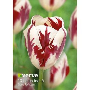 Bulbi VERVE Lalea, mov