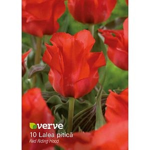 Bulbi VERVE Lalea, rosu