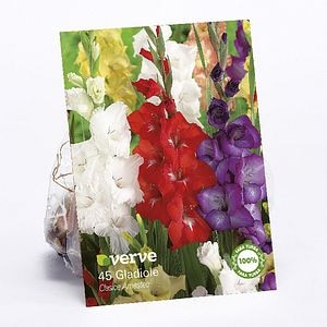 Bulbi VERVE Gladiole Mix, multicolor