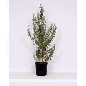 Juniperus Moonglow 7L