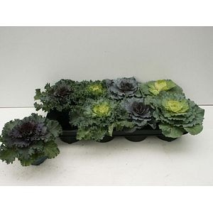 Brassica 10.5 cm