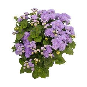 Ageratum, in ghiveci, 9 cm