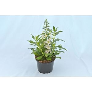 Angelonia Angustifolia 12