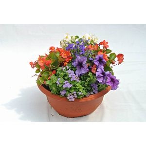 Plante anuale, in ghiveci, 30 cm
