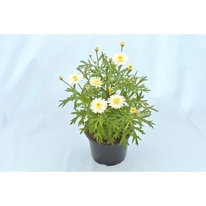 Argyranthemum 12